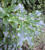Plant thumbnail
