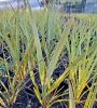 Plant thumbnail
