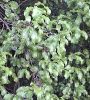 Plant thumbnail