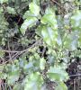 Plant thumbnail